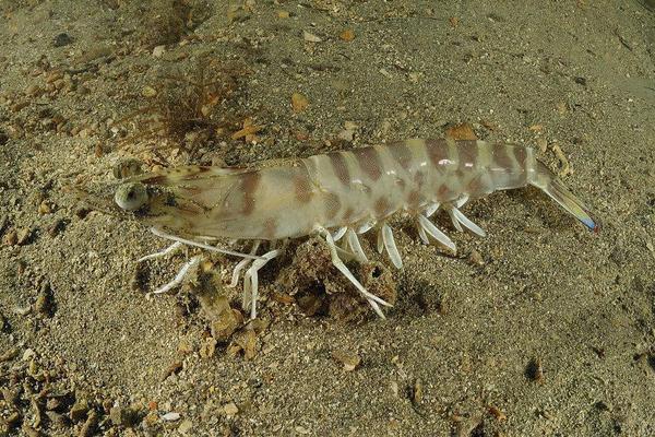 对虾为什么叫对虾?