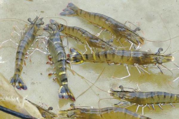 对虾为什么叫对虾?