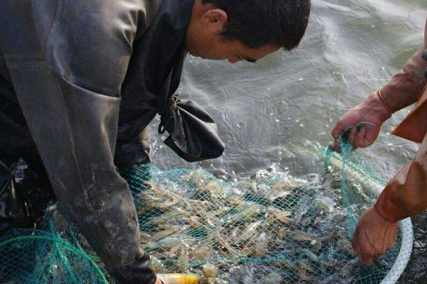 南美白对虾多少钱一斤？