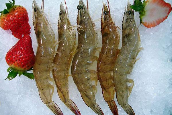 对虾为什么叫对虾?