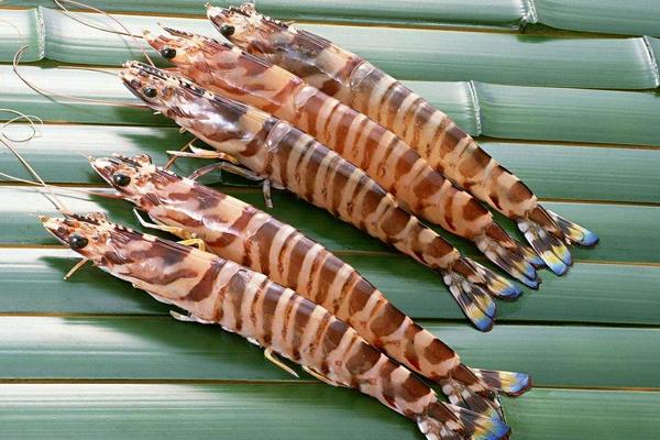 对虾为什么叫对虾?