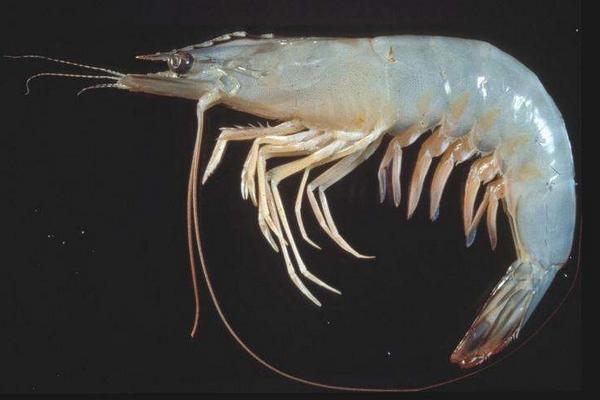 对虾为什么叫对虾?