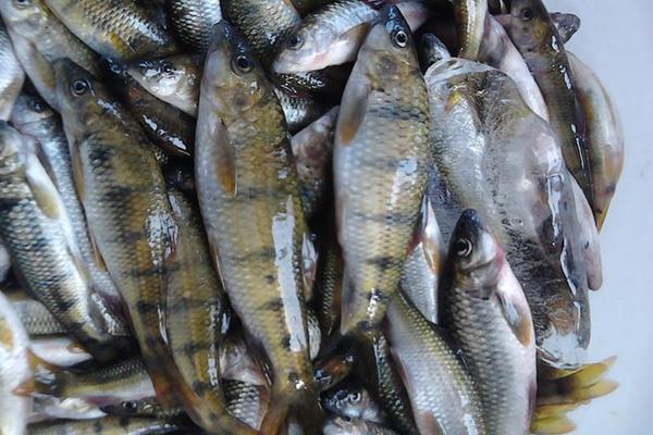 孕妇能吃石斑鱼吗?