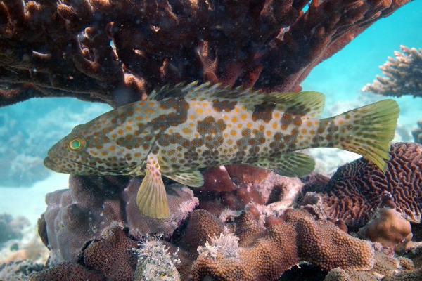 孕妇能吃石斑鱼吗?