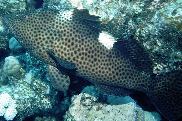 孕妇能吃石斑鱼吗?