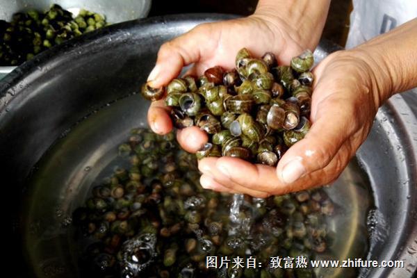 田螺怎么洗才能洗干净?