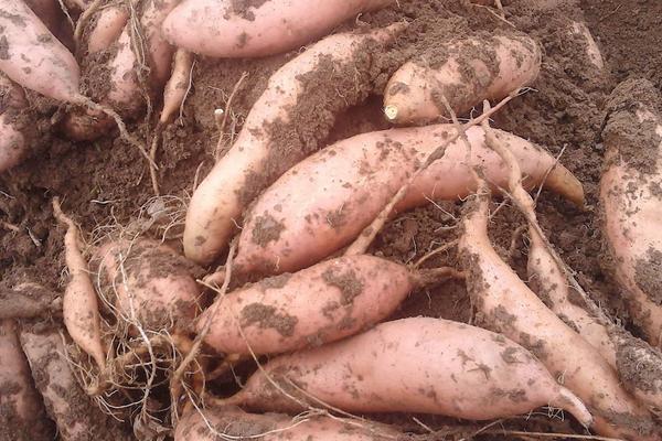 红薯批发价格多少钱一斤?