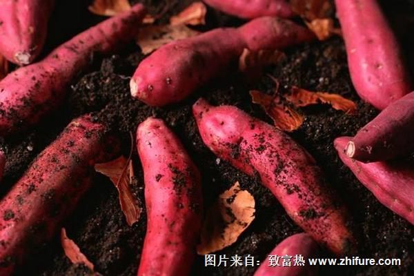 红薯批发价格多少钱一斤?