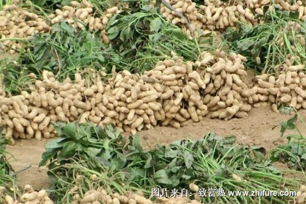 花生出油率是多少?