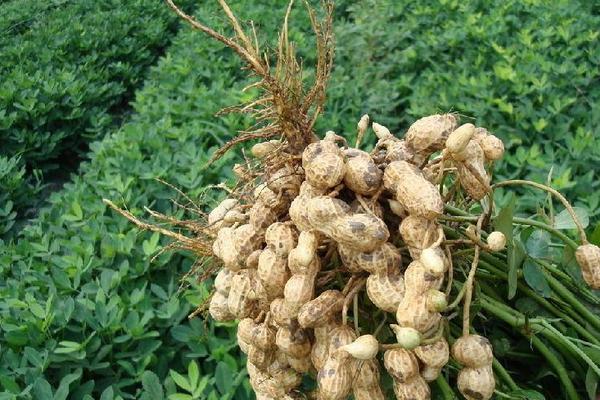 花生出油率是多少?