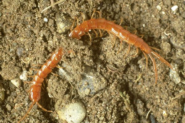 蜈蚣喜欢在什么地方？