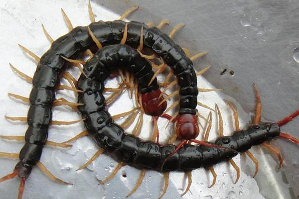 蜈蚣喜欢在什么地方？