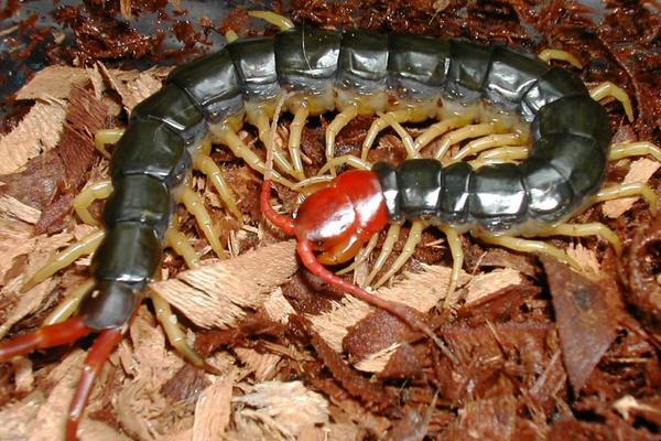 养殖蜈蚣成本与收益分析