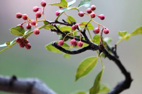 花椒水治妇科炎症吗?