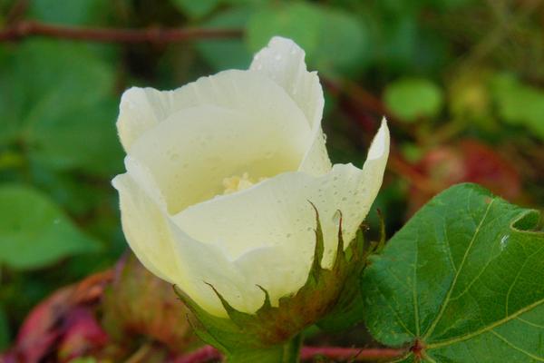 棉花花语是什么?