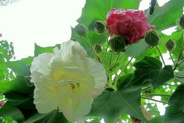 棉花花语是什么?