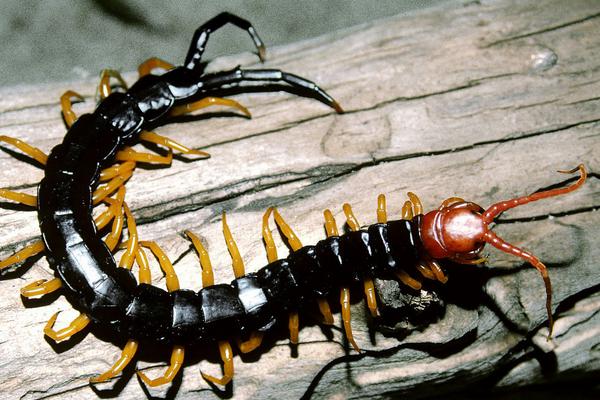 千足虫和蜈蚣的区别是什么?