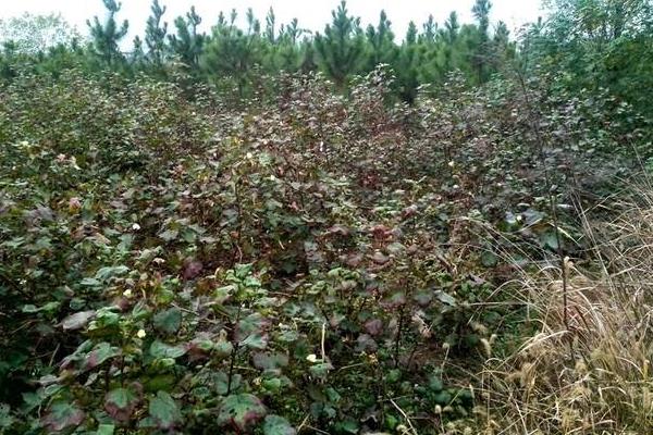 棉花花语是什么?