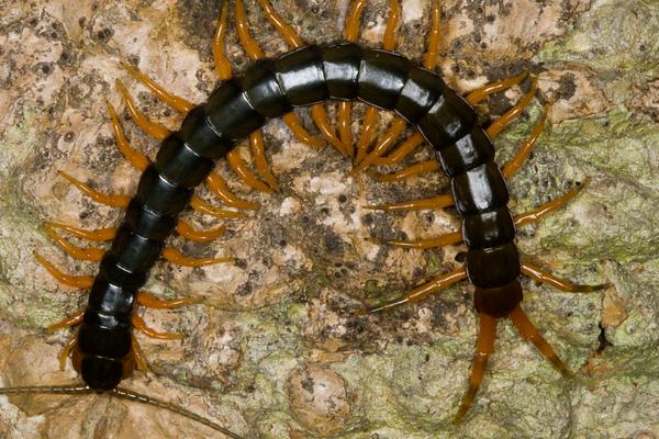 千足虫和蜈蚣的区别是什么?