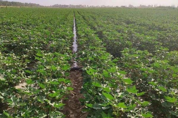 棉花花语是什么?