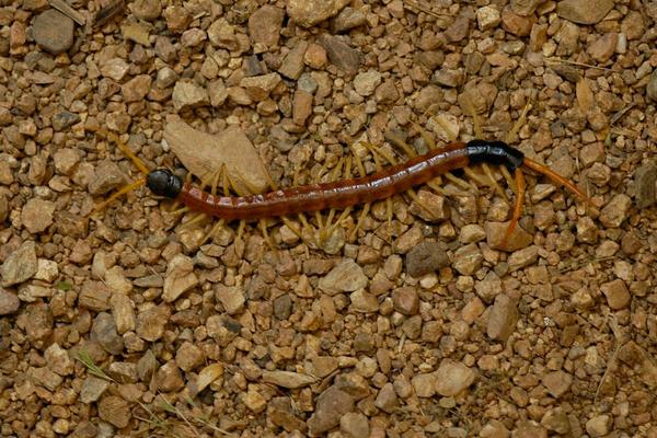 千足虫和蜈蚣的区别是什么?