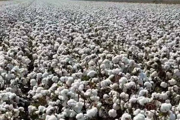 棉花花语是什么?