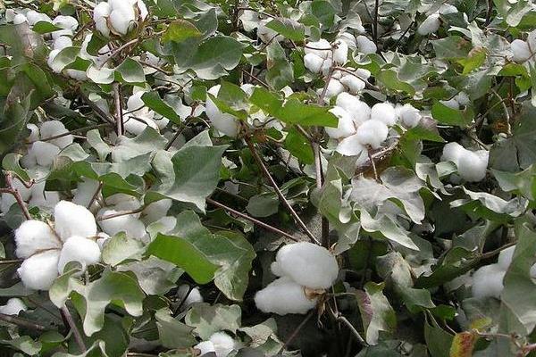 棉花花语是什么?