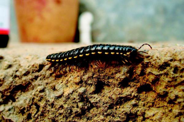 千足虫和蜈蚣的区别是什么?