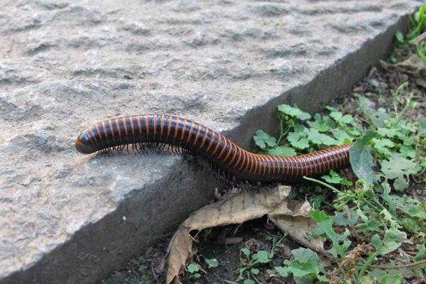 千足虫和蜈蚣的区别是什么?