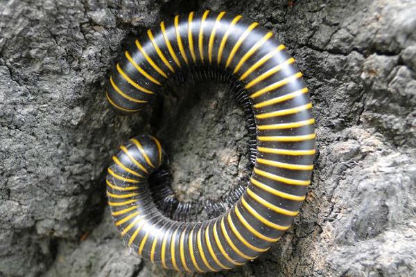 千足虫和蜈蚣的区别是什么?