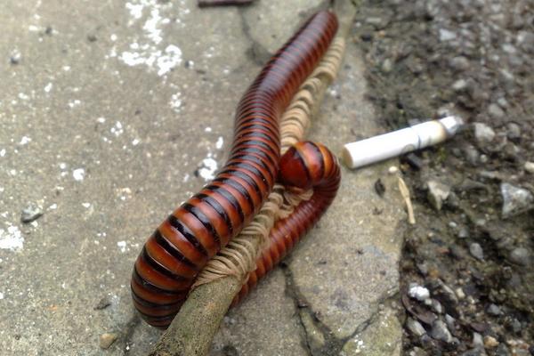 千足虫和蜈蚣的区别是什么?