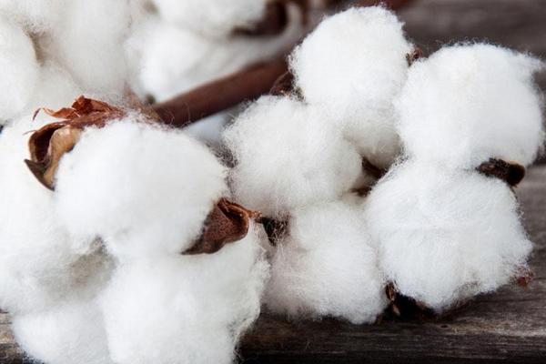 棉花价格多少钱一斤?
