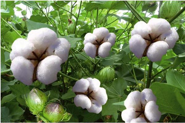 棉花价格多少钱一斤?