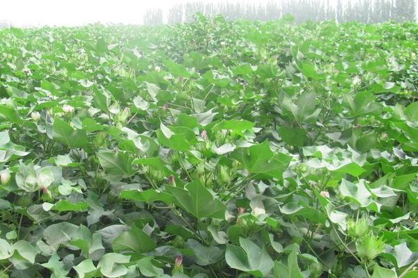 棉花价格多少钱一斤?