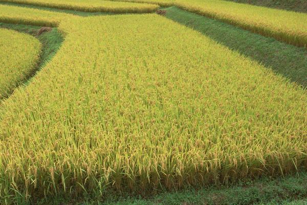 水稻和小麦的区别什么?