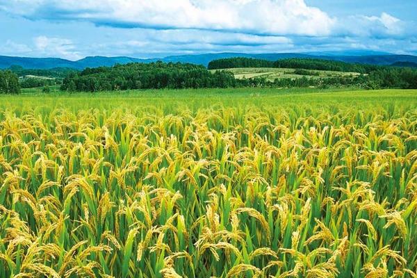 水稻和小麦的区别什么?