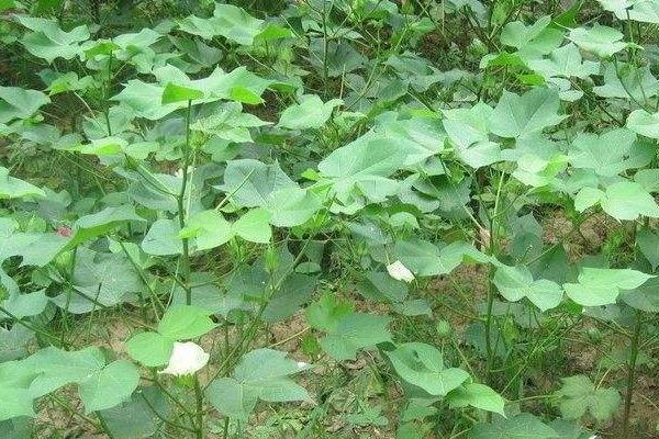 棉花价格多少钱一斤?