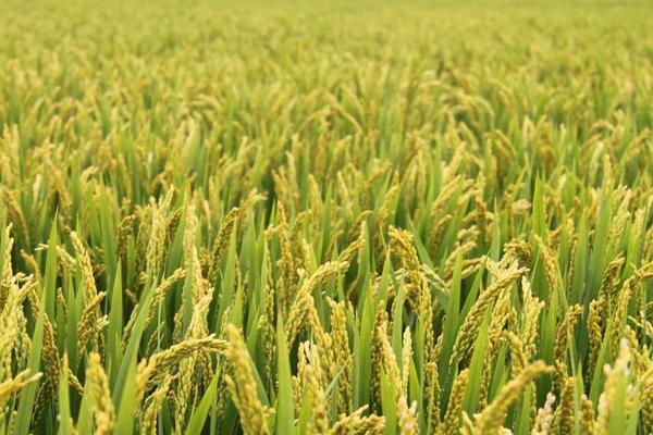 水稻和小麦的区别什么?