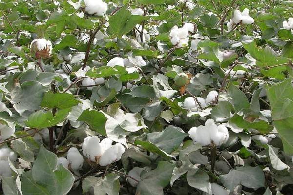 棉花价格多少钱一斤?