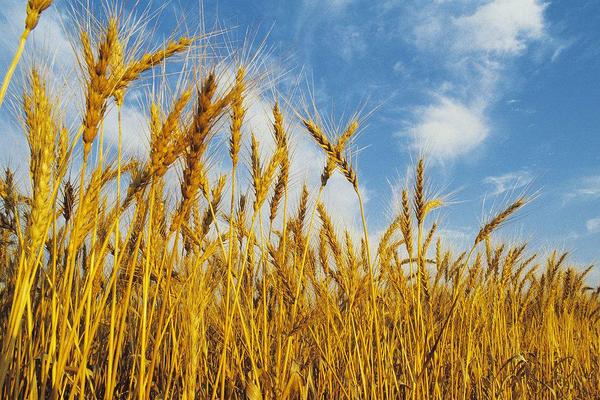 水稻和小麦的区别什么?