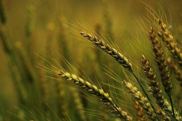 水稻和小麦的区别什么?