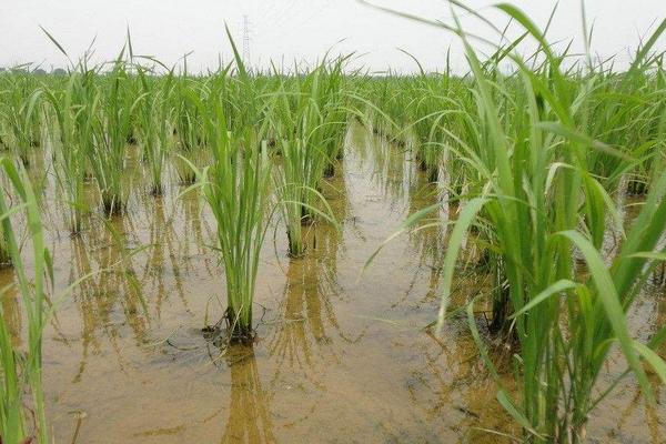 杂交水稻亩产多少斤?