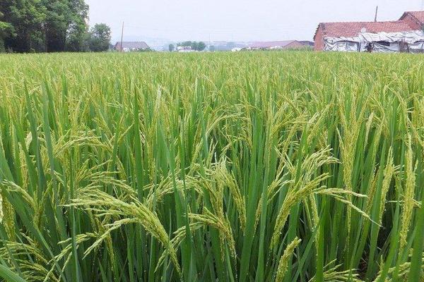 杂交水稻亩产多少斤?