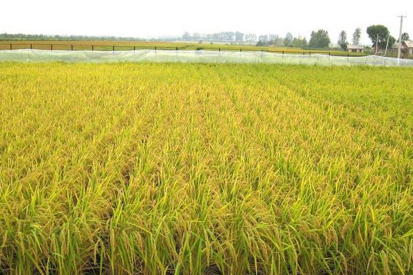 杂交水稻亩产多少斤?