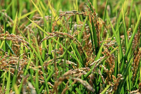 杂交水稻亩产多少斤?