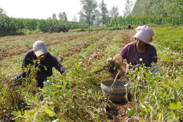 花生怎样种植?