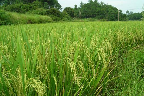 杂交水稻亩产多少斤?