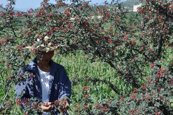 花椒什么时候采摘?