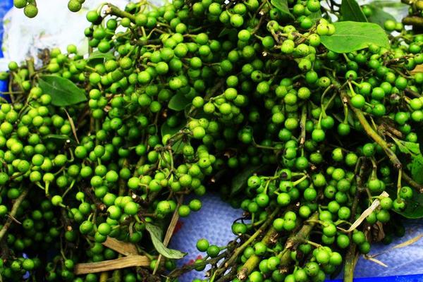 花椒什么时候采摘?