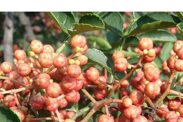 花椒什么时候采摘?